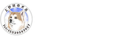日本秋田犬_白色秋田犬_虎斑秋田犬-上野秋田犬舍